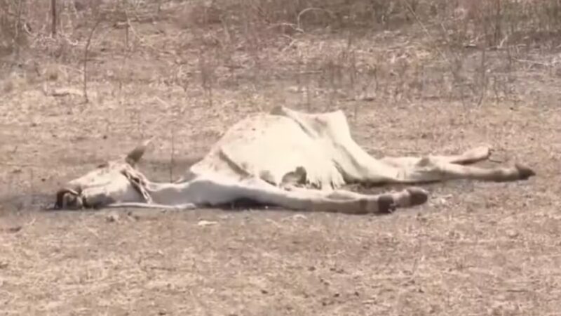 Estiagem prolongada provoca morte de animais e prejudica agricultura de cidade no interior da Bahia