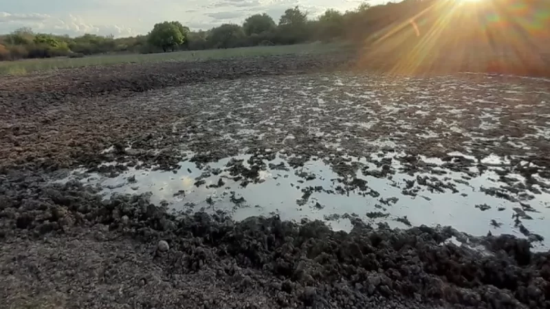 Governo entrega 4,3 mil sacas de milho para 20 cidades da Chapada Diamantina como enfrentamento à estiagem