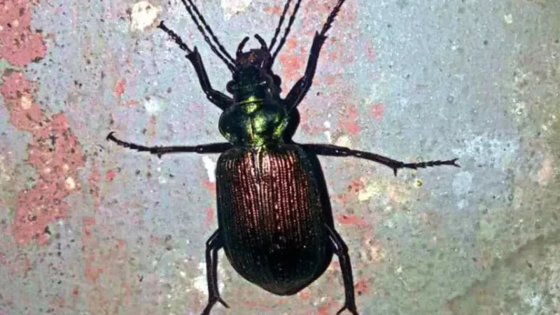 Infestação de Besouro Carocha ou Besouro Bufão tem chamado atenção na região da Chapada Diamantina