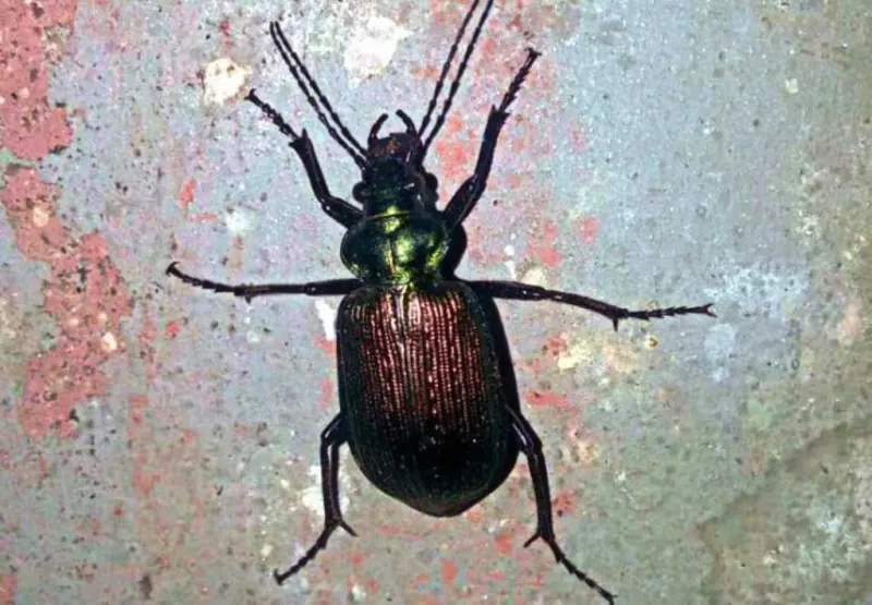 Infestação de Besouro Carocha ou Besouro Bufão tem chamado atenção na região da Chapada Diamantina