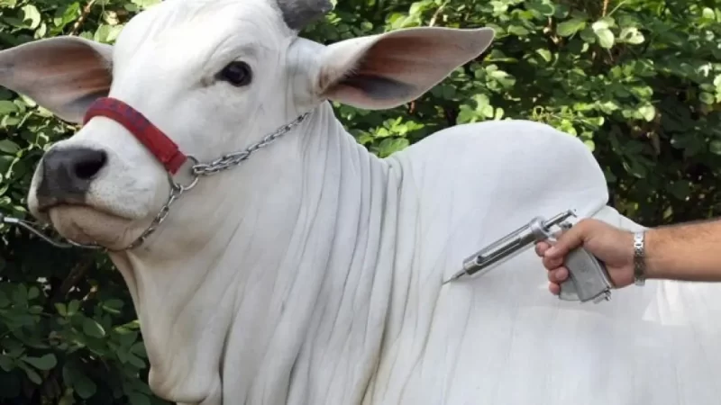 Última etapa de campanha para vacinação contra aftosa na Bahia começa nesta segunda