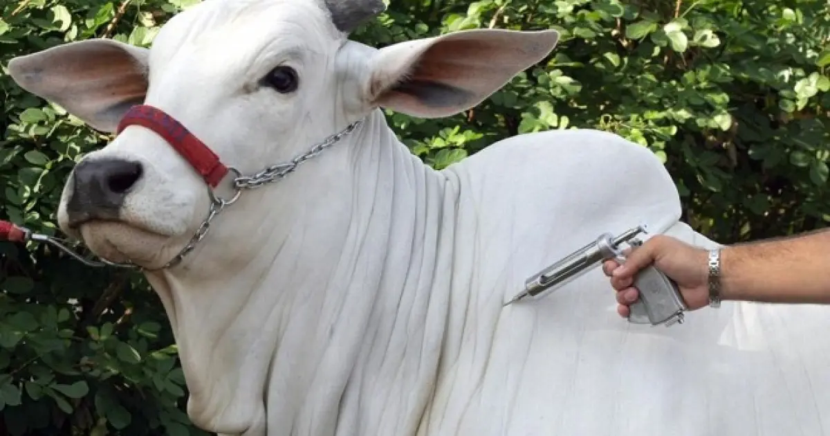 Última etapa de campanha para vacinação contra aftosa na Bahia começa nesta segunda