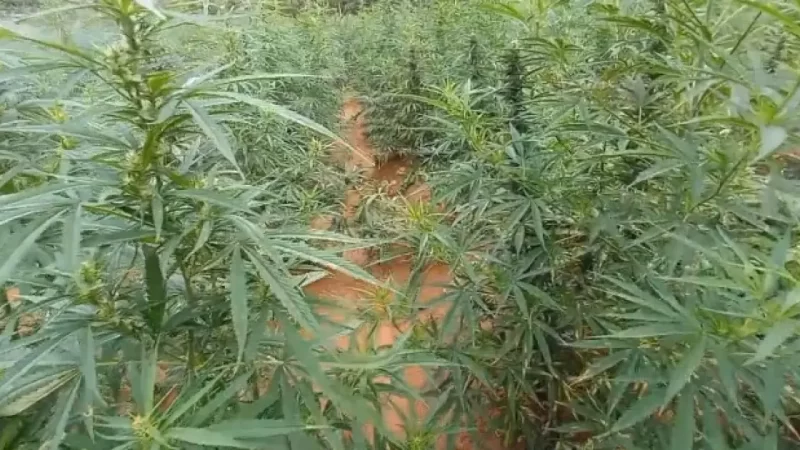 Operação desmonta roça de 2 toneladas de maconha no norte baiano