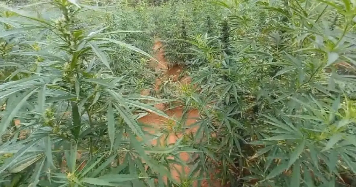 Operação desmonta roça de 2 toneladas de maconha no norte baiano