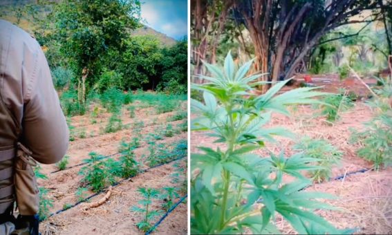 Plantação com cerca de 40 mil pés de maconha é localizada em Morro do Chapéu