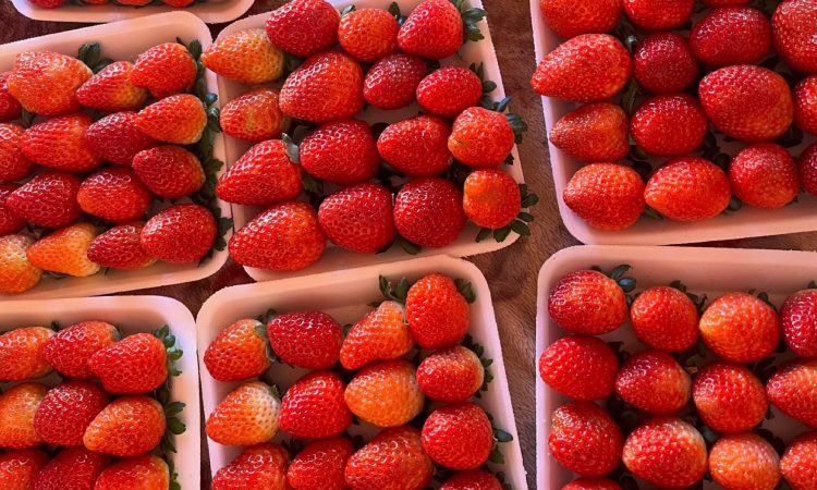 Morango do Amor faz sucesso e dispara preço da fruta na Chapada Diamantina