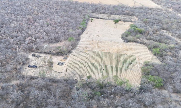25 mil pés de maconha, 300 kg da erva e 30 placas solares são localizados na Chapada Diamantina