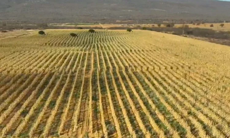 Polícia Civil encontra um dos maiores plantios de maconha da Bahia