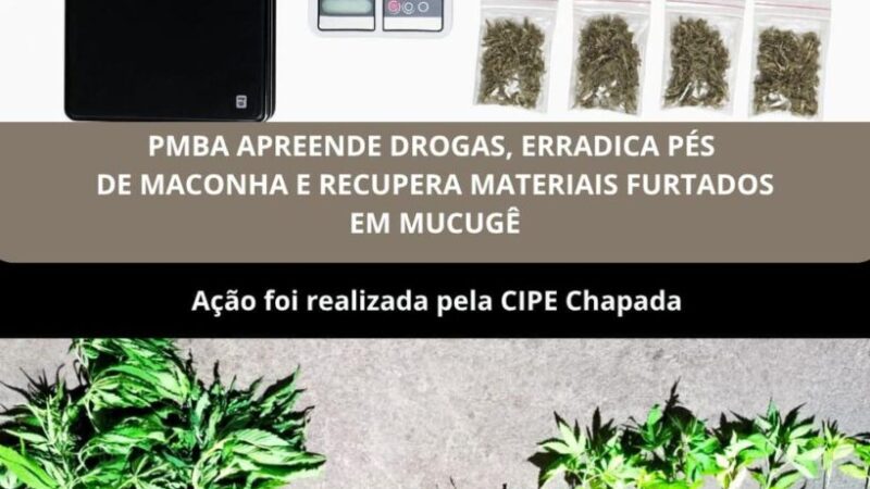 Polícia Militar erradica pés de maconha e prende suspeitos de tráfico em Guiné, zona rural de Mucugê