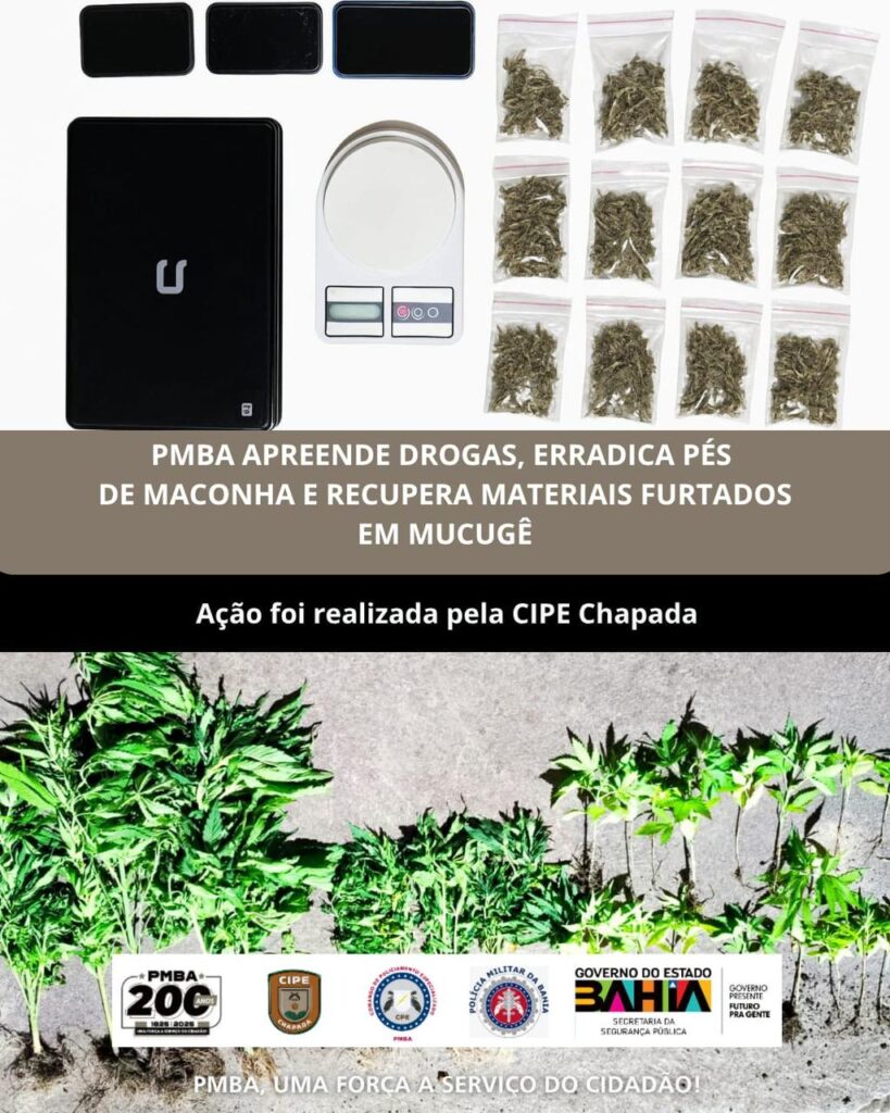 Polícia Militar erradica pés de maconha e prende suspeitos de tráfico em Guiné, zona rural de Mucugê