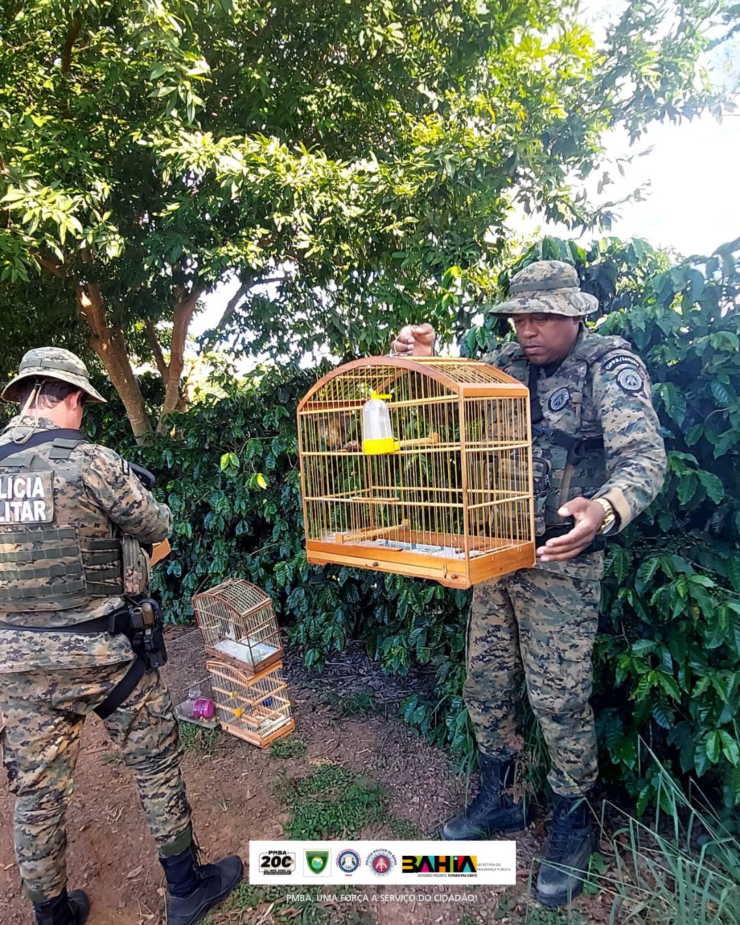 CIPPA Lençóis recolhe aves silvestres entregues voluntariamente no distrito de Cascavel em Ibicoara
