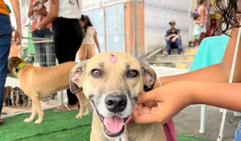 Itaberaba alcança marca de 650 animais atendidos em ações de cuidado animal