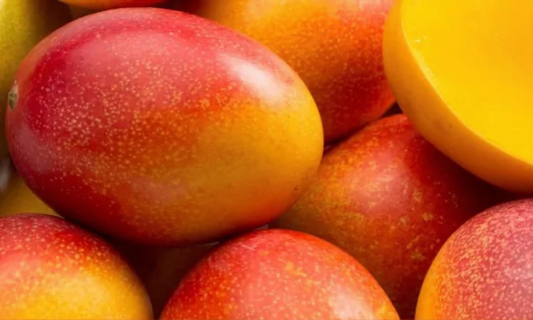 Palestra em Ituaçu aborda técnicas para aumentar produção de manga