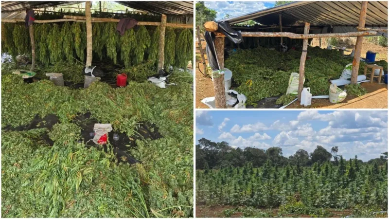 Operação Deméter erradica plantação com cerca de 180 mil pés de maconha na zona rural de Bonito