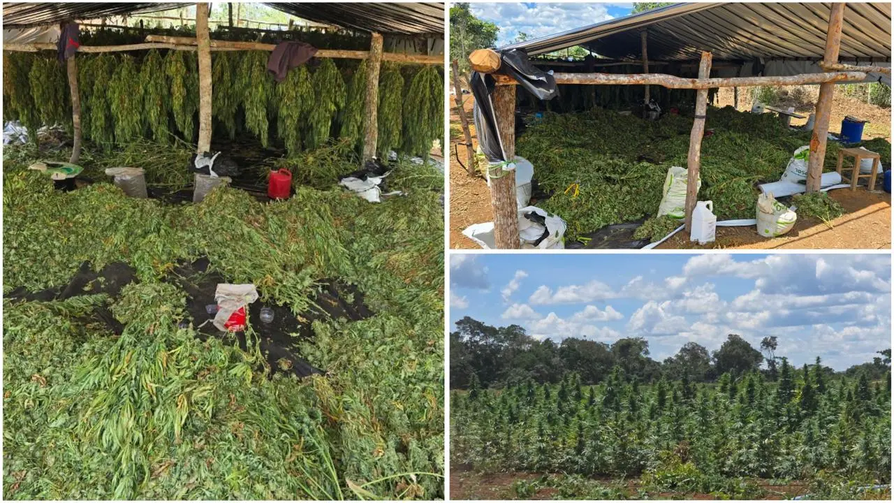 Operação Deméter erradica plantação com cerca de 180 mil pés de maconha na zona rural de Bonito