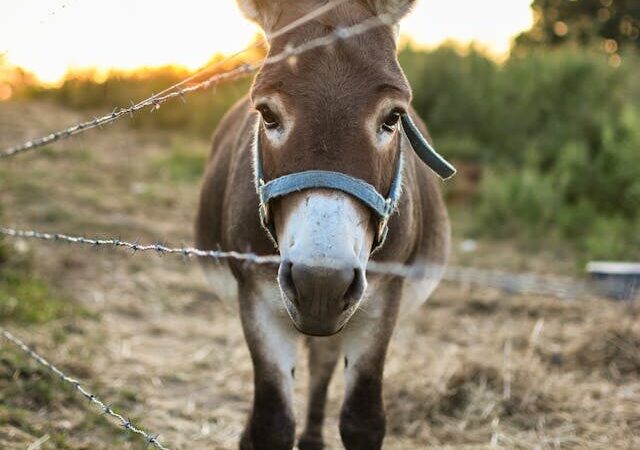 Justiça Federal suspende abate de jumentos na Bahia