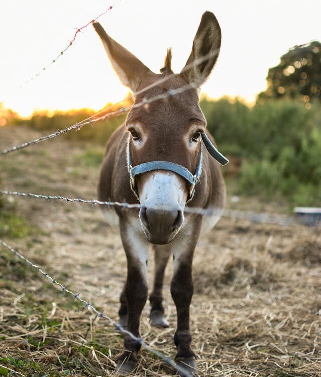 Justiça Federal suspende abate de jumentos na Bahia