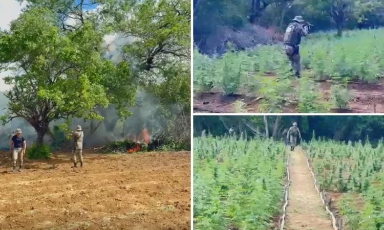 Operação de segurança elimina plantios de maconha em Ibotirama e Abaré