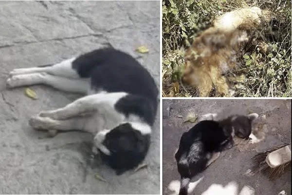 Moradores de Quixabeira denunciam mortes de dezenas de gatos por suposto envenenamento